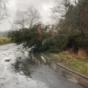 Tree down across road caused by Storm Darragh
