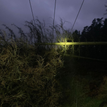 A tree that has been felled by Storm Darragh 